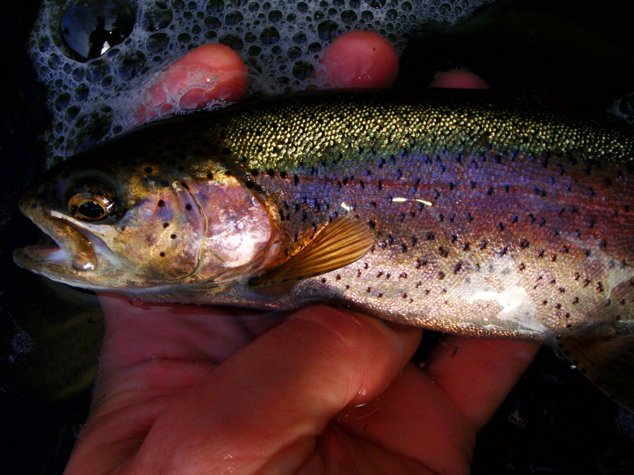 Large trout stocked in Clinton and Huron rivers Spring Mill Pond